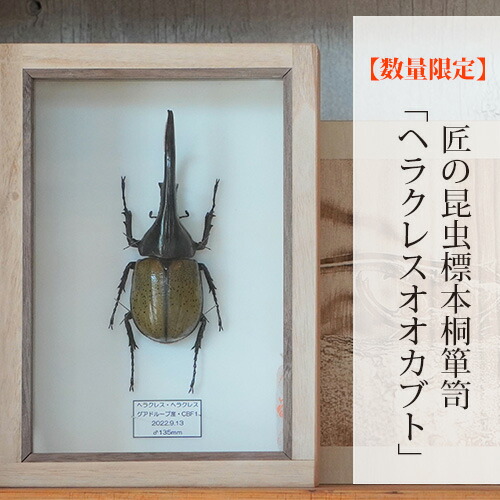 【ふるさと納税】【数量限定】匠の昆虫標本桐箪笥「ヘラクレスオオカブト」［No.577］／ カブトムシ 桐箱 標本箱 送料無料 広島県