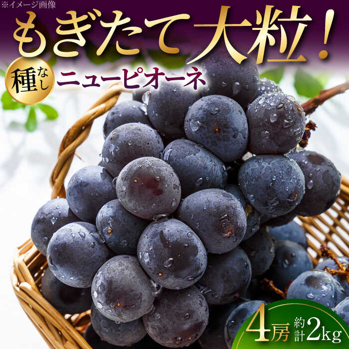 【ふるさと納税】【先行予約】【8月下旬から9月上旬に順次発送】三次の葡萄 ニューピオーネ 4房（約2kg） 種なし ぶどう ピオーネ ギフト フルーツ 果物 ブドウ 露地栽培 三次市/黒瀬ぶどう園[APAB001]