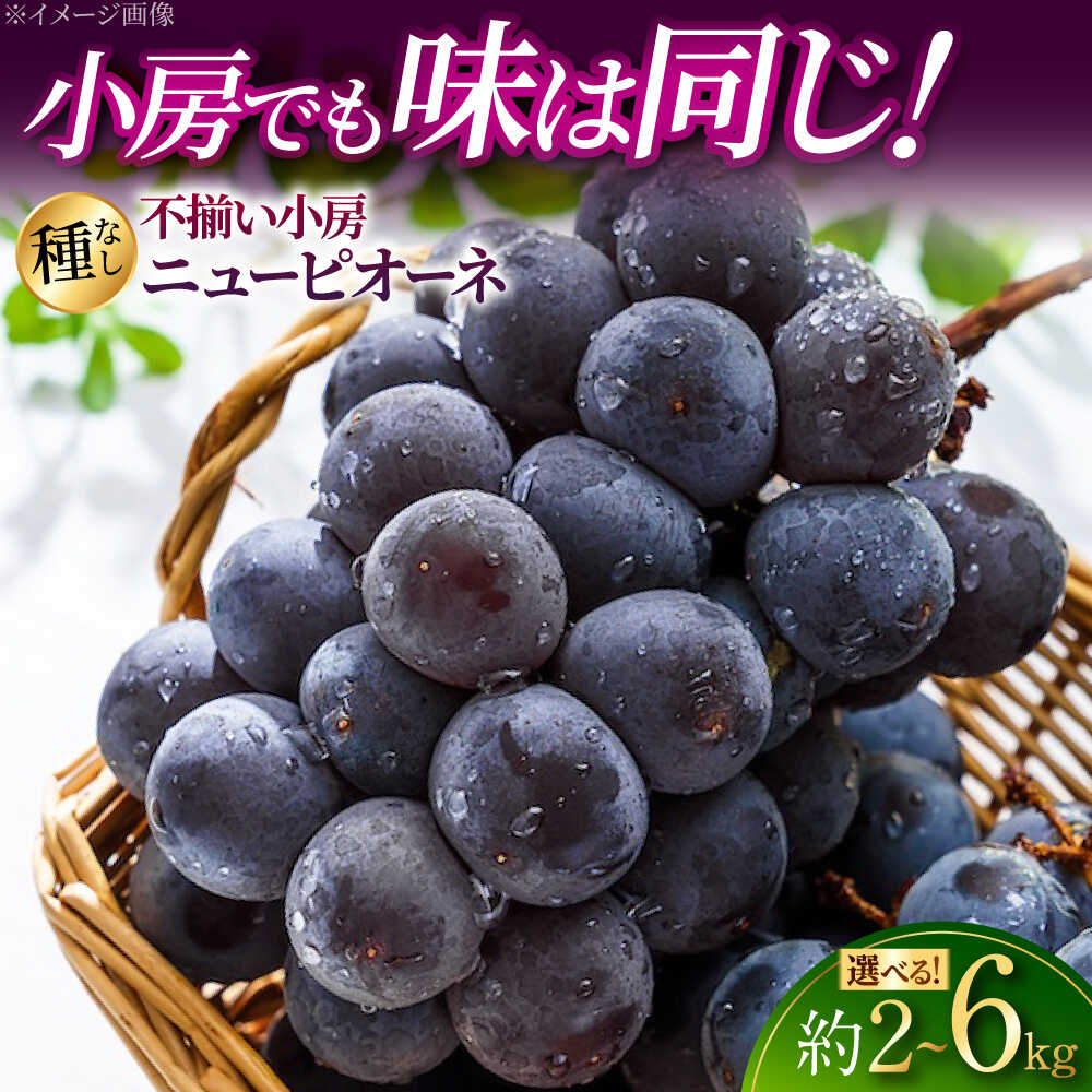 【ふるさと納税】【先行予約 / 選べる容量】【訳あり】 ピオーネ 5房 (2kg / 4kg / 6kg) ＜8月下旬頃から順次発送＞ 数量限定 期間限定 ぶどう ニューピオーネ 不揃い 小房 家庭用 自宅用 種なし フルーツ 果物 ブドウ 甘い 広島県産 人気 三次市 / 黒瀬ぶどう園 [APAB003]｜広島県三次市