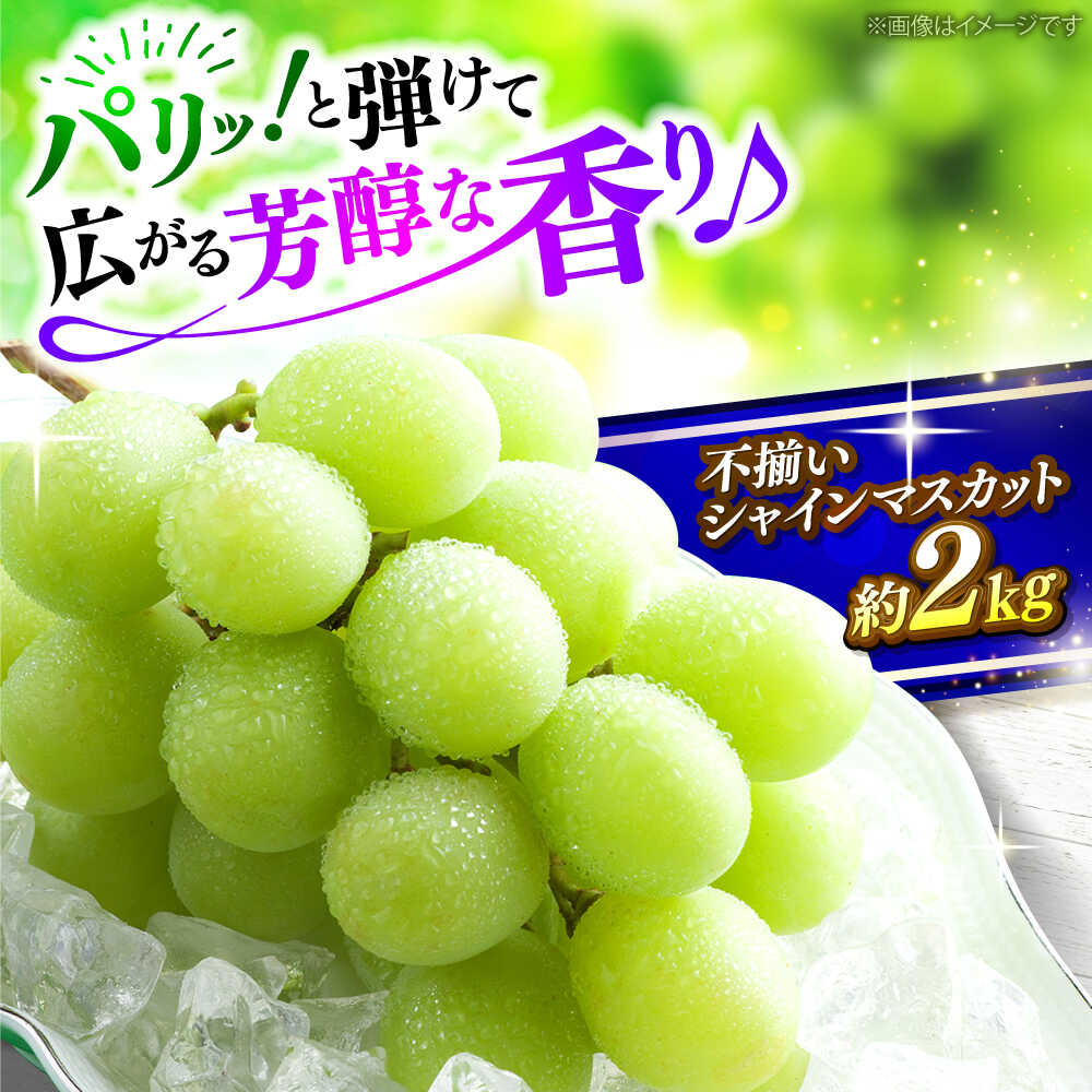 【ふるさと納税】【先行予約】 訳あり シャインマスカット（約2kg／4から5房）＜9月上旬頃から順次発送＞ ぶどう マスカット 数量限定 期間限定 葡萄 フルーツ 果物 くだもの 家庭用 自宅用 不揃い おいしい 産地直送 送料無料 送料込 広島 三次市 / 黒瀬ぶどう園[APAB009]｜広島県三次市