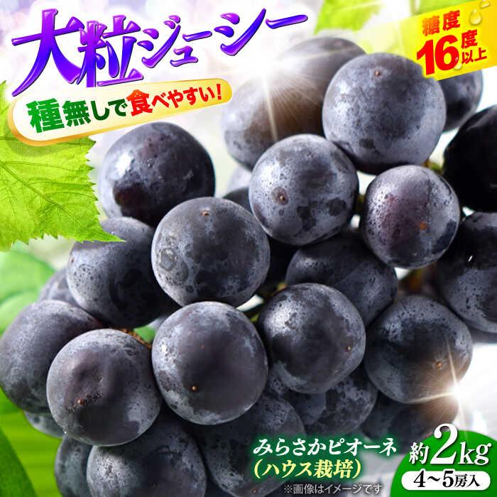 【ふるさと納税】【先行予約】【7月中旬から8月上旬に順次発送】みらさかピオーネ（ハウス栽培）2kg 4から5房入 種無し ぶどう フルーツ ギフト ピオーネ 果物 三次市/みらさかピオーネ直売所[APBE002]