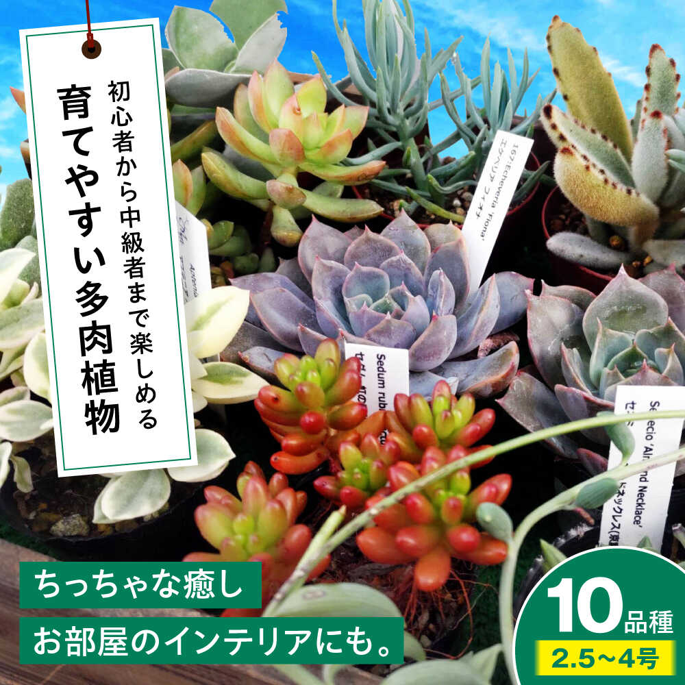 【ふるさと納税】観葉植物【多肉植物】 10品種10鉢セット 植物 セット 観葉植物 初心者 育てやすい 多肉植物 多肉ポット 玄関 インテリア オフィス 癒し おしゃれ かわいい グリーン 多肉 セット 鉢 鉢花 植物 室内 小さい 三次市/園芸王国パスタイム[APCJ001]｜広島県三次市