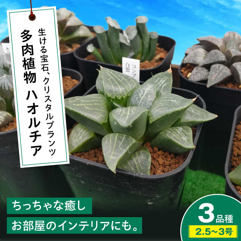 楽天市場】【ふるさと納税】 【選べる品種】 多肉植物 ハオルチア 超