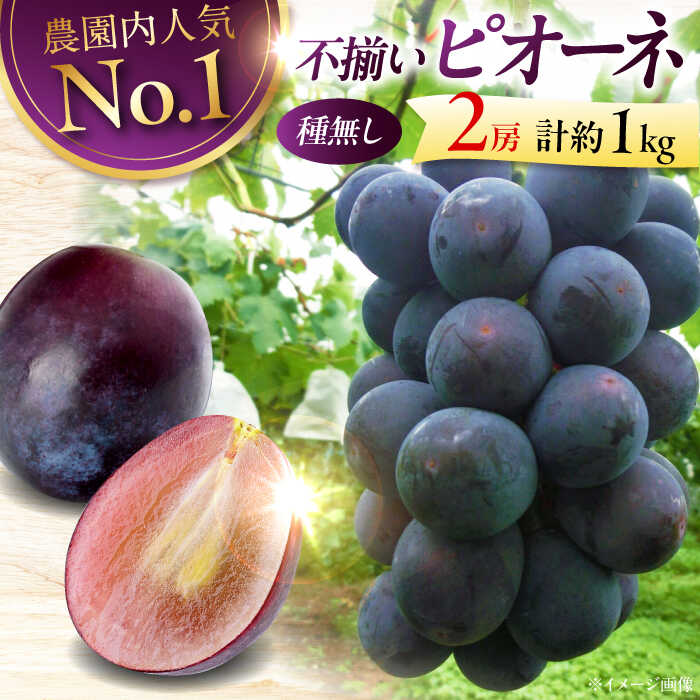 【ふるさと納税】【先行予約】【8月下旬から9月中旬に順次発送】【訳あり】 ピオーネ 1kg（2房） | ぶどう 葡萄 ブドウ フルーツ 果物 くだもの 甘い デザート ランキング おいしい 三次市/芝床農園[APCK001]