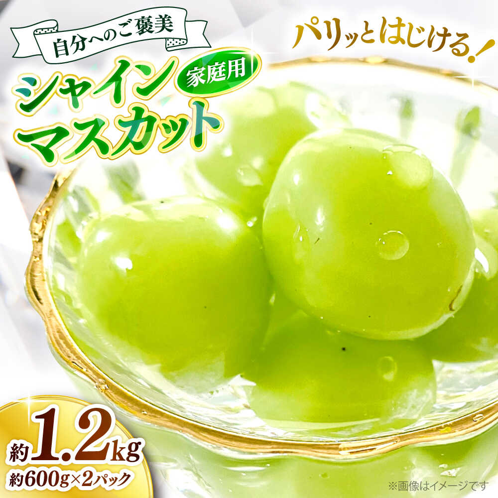 【ふるさと納税】シャインマスカット【2026年先行予約】＜9月中旬から順次発送＞【訳あり】シャインマスカット 約1.2kg（約600g×2パック） |シャインマスカット ぶどう 葡萄 ブドウ 11000円 広島産 三次市/西田ぶどう園[APCM005]