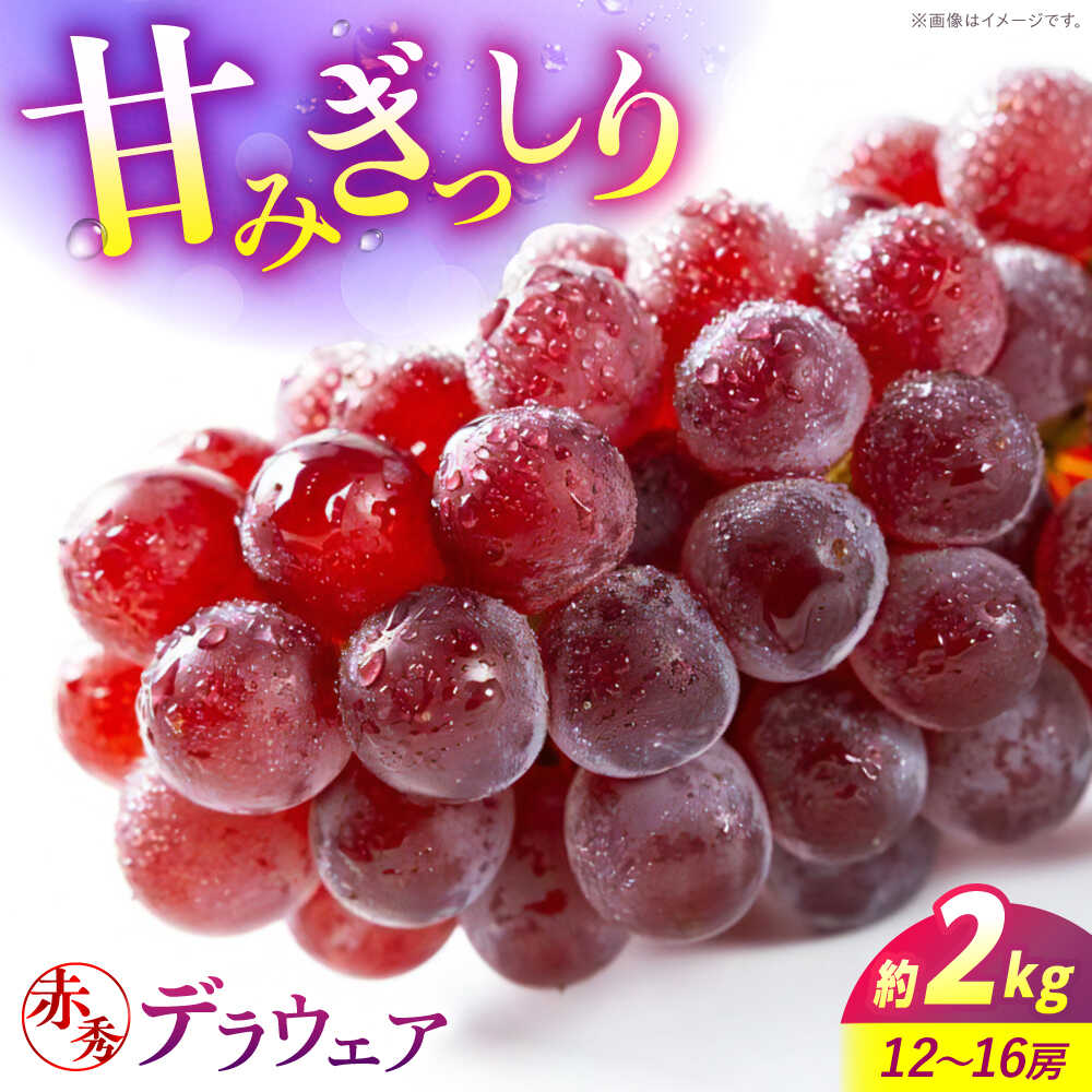 【ふるさと納税】【先行予約】【8月上旬から8月中旬に順次発送】 ぶどう デラウェア 2kg（12から16房） 赤秀 露地栽培 ブドウ 果物 くだもの フルーツ ぶどう 葡萄 三次市/西田ぶどう園[APCM010]