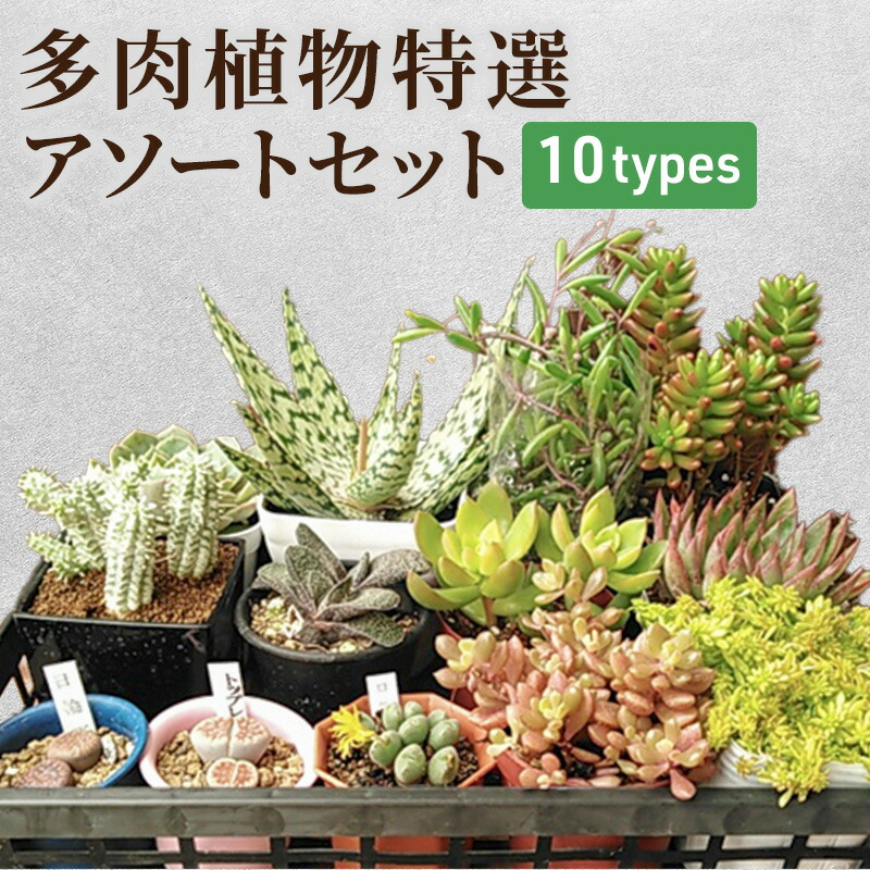 多肉植物特選アソートセット