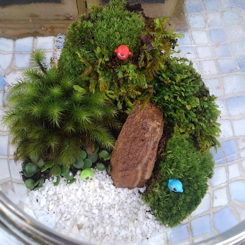 苔テラリウム
