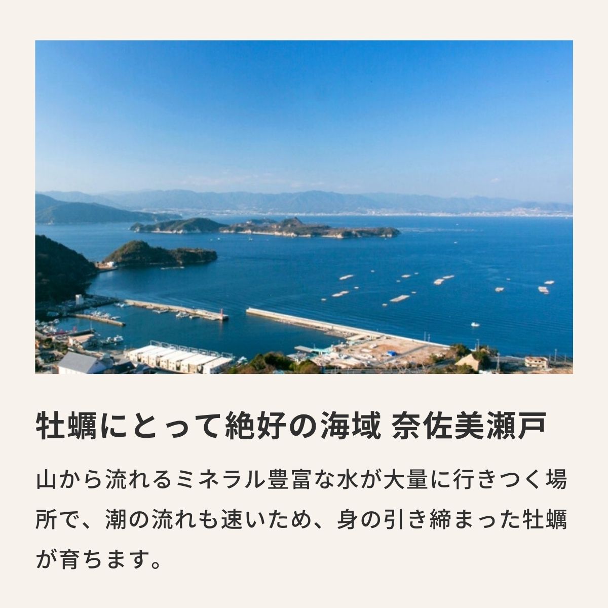 市場 ふるさと納税 冷凍 合計 広島県 3kg 江田島市 寺本水産 3袋 鍛え牡蠣 Lサイズ 1kg