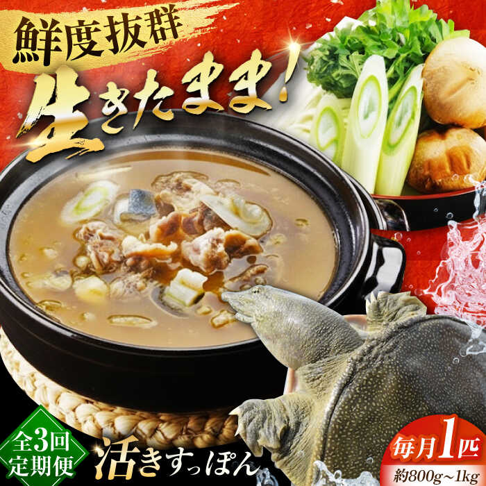 【ふるさと納税】【全3回定期便】海鮮 魚介類 すっぽん 生きたまま届く最高級食材！江田島育ちのすっぽん 【活き】 1匹 料理 人気 美容 健康 ギフト 広島県産 江田島市/平井興産株式会社[XAC007] 海鮮 魚介類 冷蔵 すっぽん スッポン コラーゲン セット 鍋