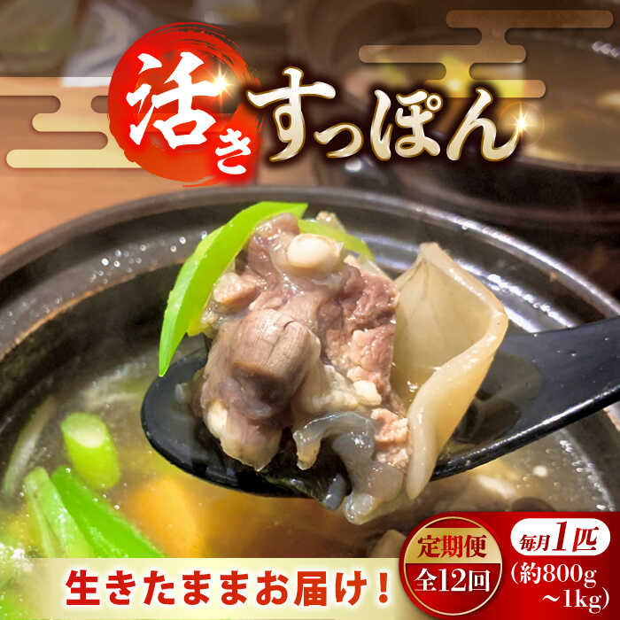 ふるさと納税 広島県 江田島市 生きたまま届く最高級食材！安心安全な国産！ 江田島育ちのすっぽんすっぽん 魚介 唐揚げ 新鮮 鍋 江田… ふるさと納税海鮮 魚介類 すっぽん 生きたままの最高級