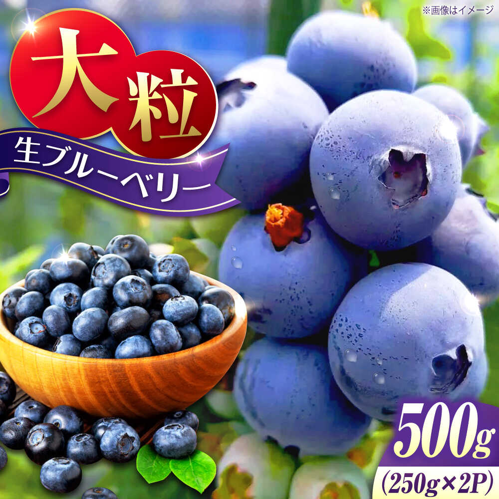 【ふるさと納税】【先行予約】【7月中旬から発送】江田島産 摘みたて生ブルーベリー 500g　（250ｇ×2パック） ブルーベリー 果物 フルーツ 青果物 クール便 ハウス栽培 江田島市/小さなブルーベリー園in江田島（岩井農園）[XCW001]