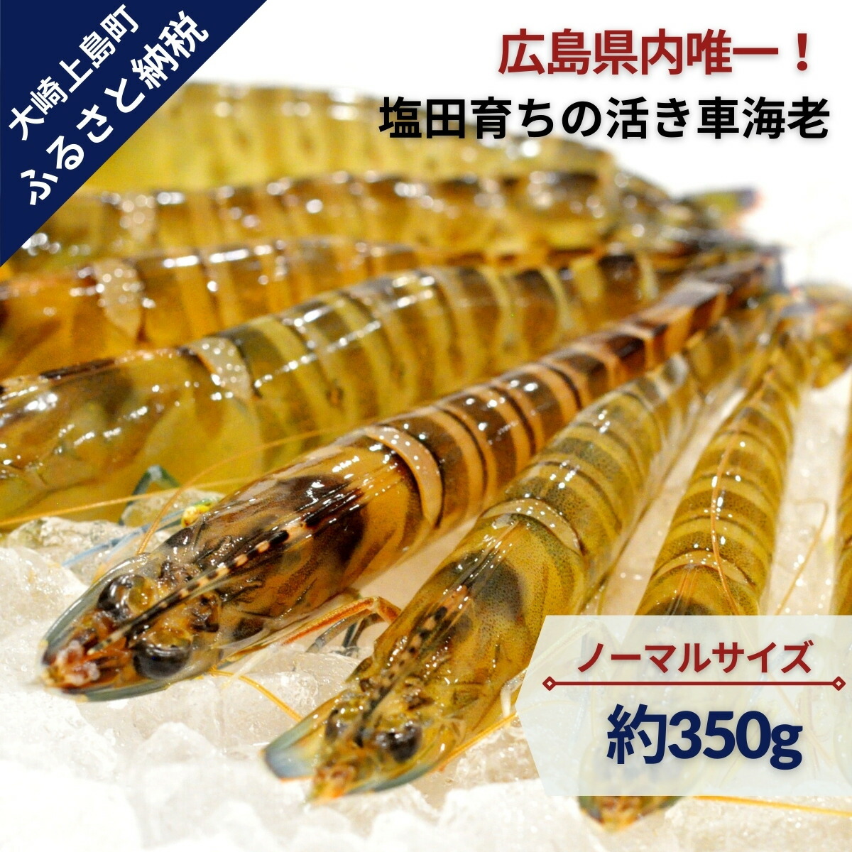 全商品オープニング価格 広島県内唯一 大崎上島の塩田育ち 旨みと甘みたっぷり ふるさと納税 大崎上島産 11 2月発送 塩田育ちの活車海老 約350g 生食 国産