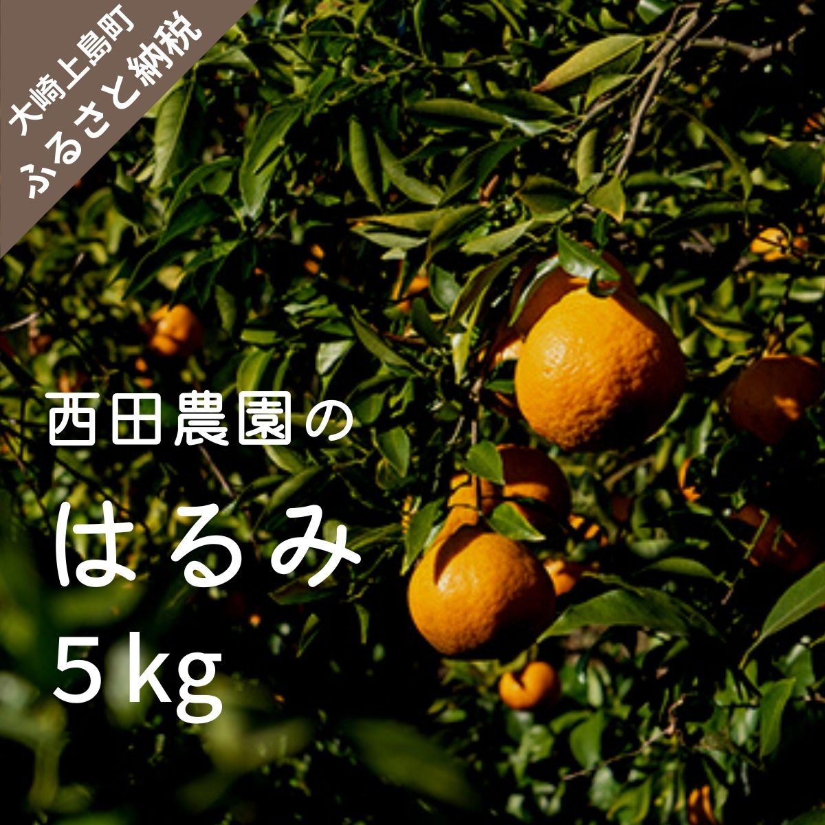 【ふるさと納税】瀬戸内 はるみ 約5kg (30個程度)【2027年2月以降発送】柑橘 フルーツ 果物 瀬戸内 広島 大崎上島 国産 15000円｜広島県大崎上島町 11,700円
