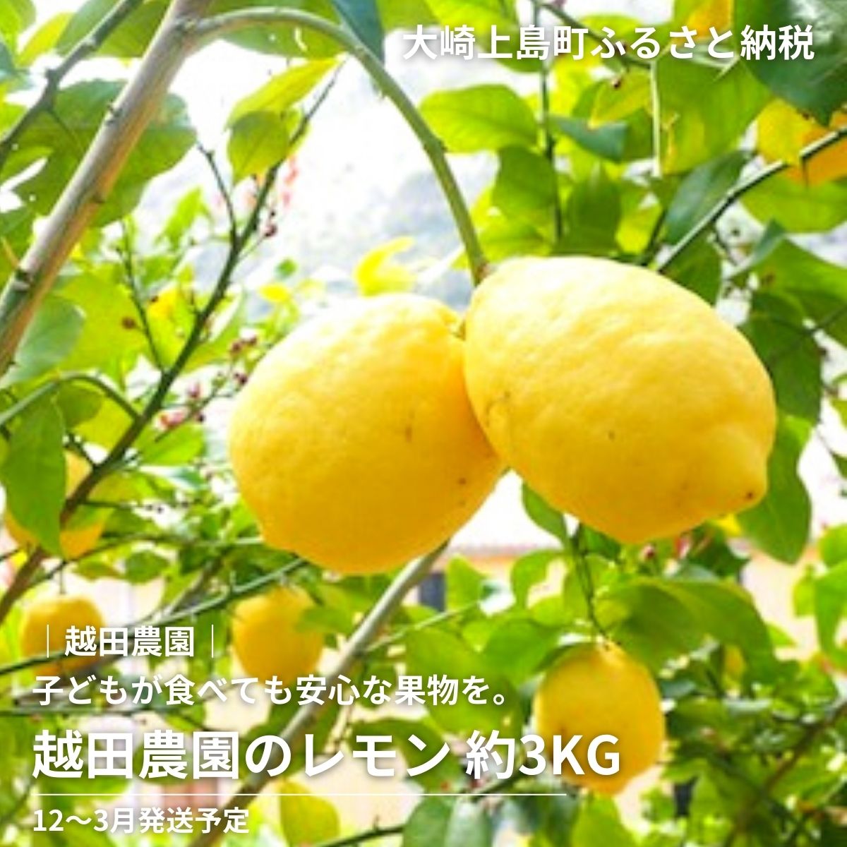呉市大崎下島産 栽培期間中農薬不使用 瀬戸内レモン お届け 5kg 呉市大崎下島産 栽培期間中農薬不使用 瀬戸内レモン お届け 5kg