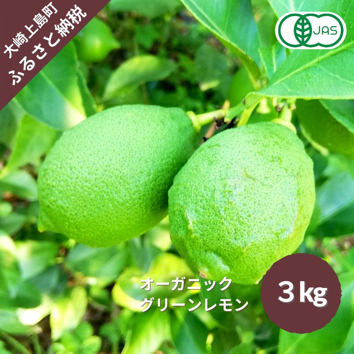 呉市大崎下島産 栽培期間中農薬不使用 瀬戸内レモン お届け 5kg 呉市大崎下島産 栽培期間中農薬不使用 瀬戸内レモン お届け 5kg