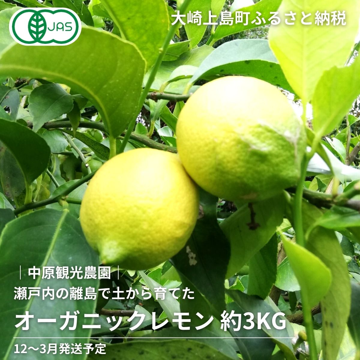 【ふるさと納税】12~3月発送予定　中原観光農園　オーガニックレモン　皮ごと　フルーツ　送料無料　果物　丸ごと　有機栽培　有機JAS認証　産地直送　約3kg　檸檬　瀬戸内　大崎上島町　広島県　ギフト　離島　国産