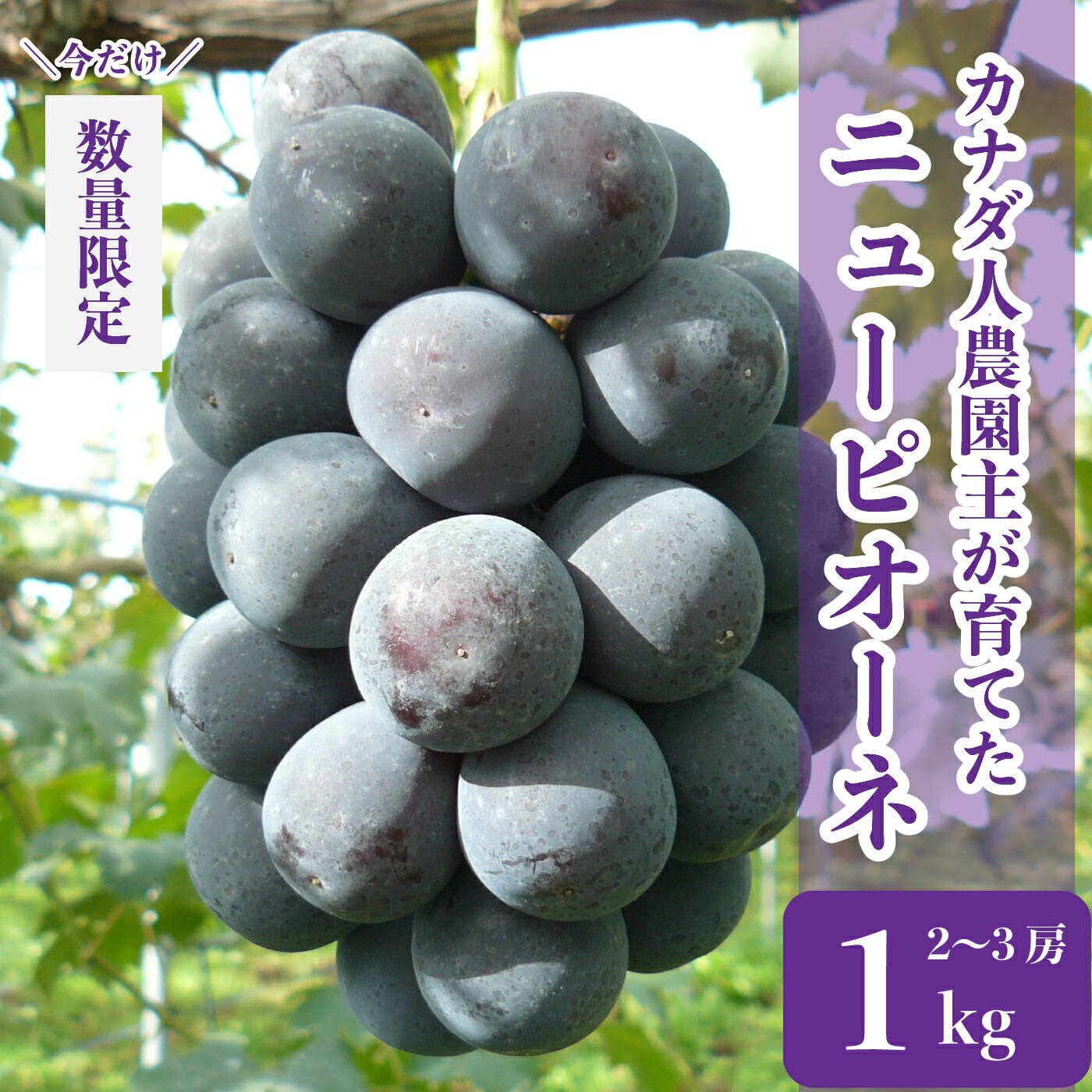 楽天市場】【ふるさと納税】シャインマスカット 約5kg(7~11房 楽天市場】【ふるさと納税】シャインマスカット 約5kg(7~11房
