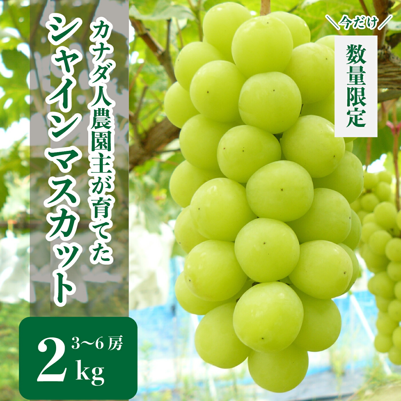 【ふるさと納税】シャインマスカット 約2kg(3～6房)【先行予約・数量限定】カナダ人農園主 ぶどう ブドウ マスカット フルーツ 果物 くだもの 産地直送 世羅 ラピアビンヤード【2025年9月下旬以降順次発送】A021-05