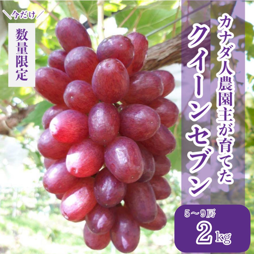 【ふるさと納税】皮ごと食べられるクイーンセブン 約2kg(5～9房)【先行予約・数量限定】カナダ人農園主 ぶどう ブドウ マスカット クイーンセブン フルーツ 果物 くだもの 産地直送 世羅 ラピアビンヤード【2025年8月下旬以降順次発送】A021-07