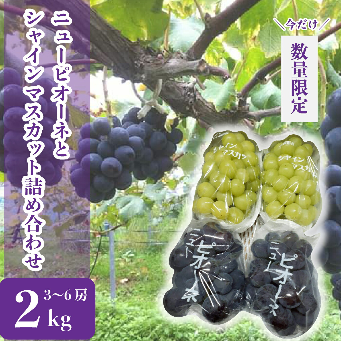 楽天市場】【ふるさと納税】ぶどう食べ比べセット 約2kg【先行予約・数量限定】カナダ人農園主 ぶどう ブドウ マスカット フルーツ 果物 くだもの  産地直送 世羅 SDGｓ【2024年9月下旬以降順次発送】A021-08 : 広島県世羅町