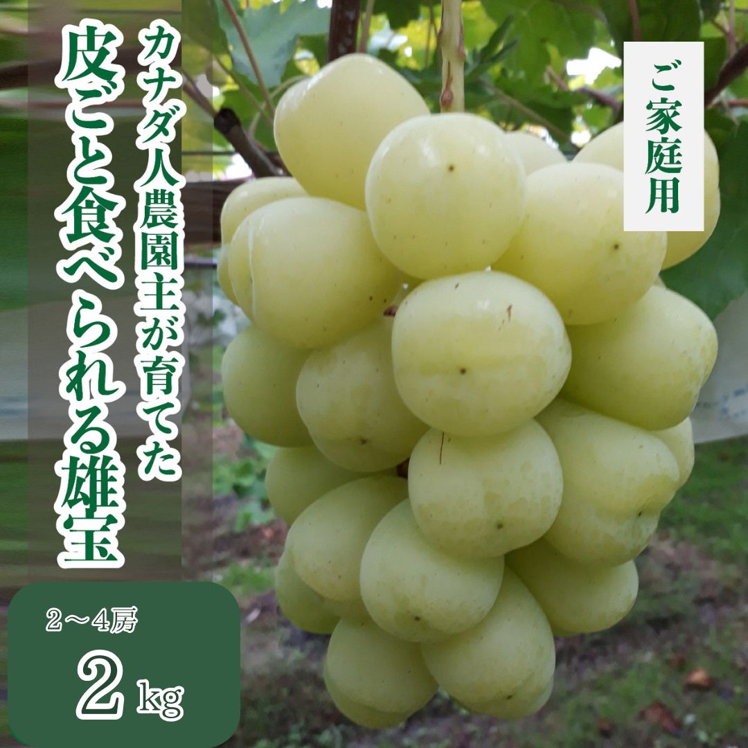 【ふるさと納税】雄宝 約2kg【先行予約・数量限定】カナダ人農園主 ぶどう ブドウ ゆうほう フルーツ 果物 くだもの 産地直送 世羅 ラピアビンヤード【2026年10月上旬頃より順次発送】A021-16