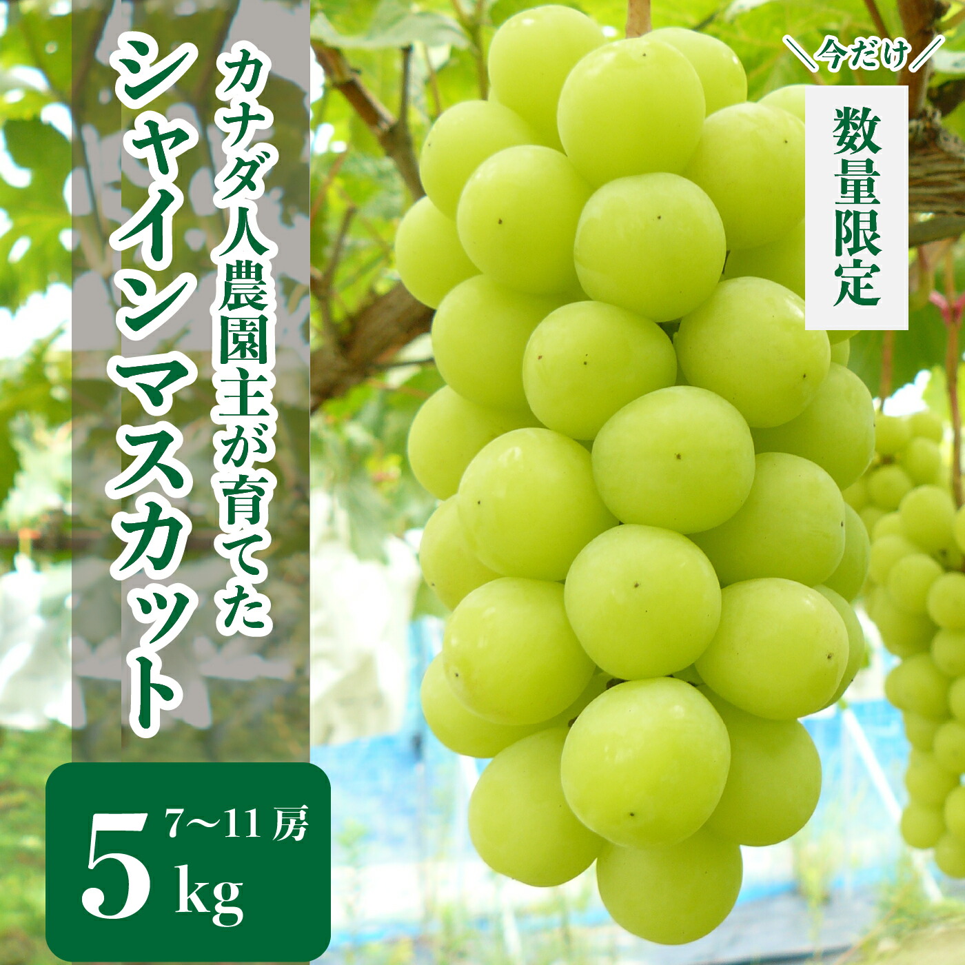 【ふるさと納税】シャインマスカット 約5kg(7～11房)【先行予約・数量限定】カナダ人農園主 ぶどう ブドウ マスカット フルーツ 果物 くだもの 産地直送 世羅 ラピアビンヤード【2025年9月下旬以降順次発送】A021-20
