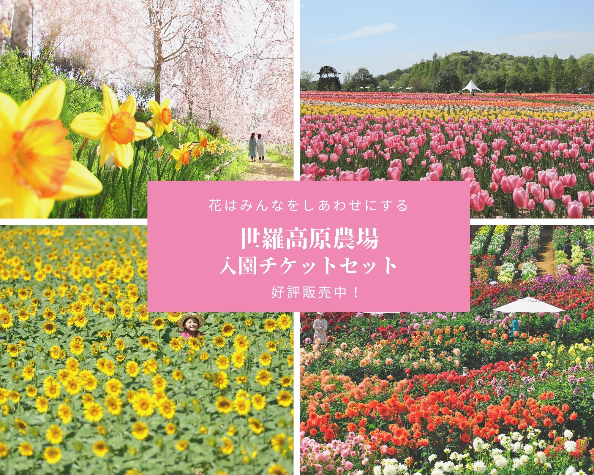 ふるさと納税 花畑入園ペアチケット 世羅高原農場 しだれ桜 チューリップ ひまわり ダリア ガーデンマム 農園 A041 09 観光 専門店 64 割引 Festina Pl