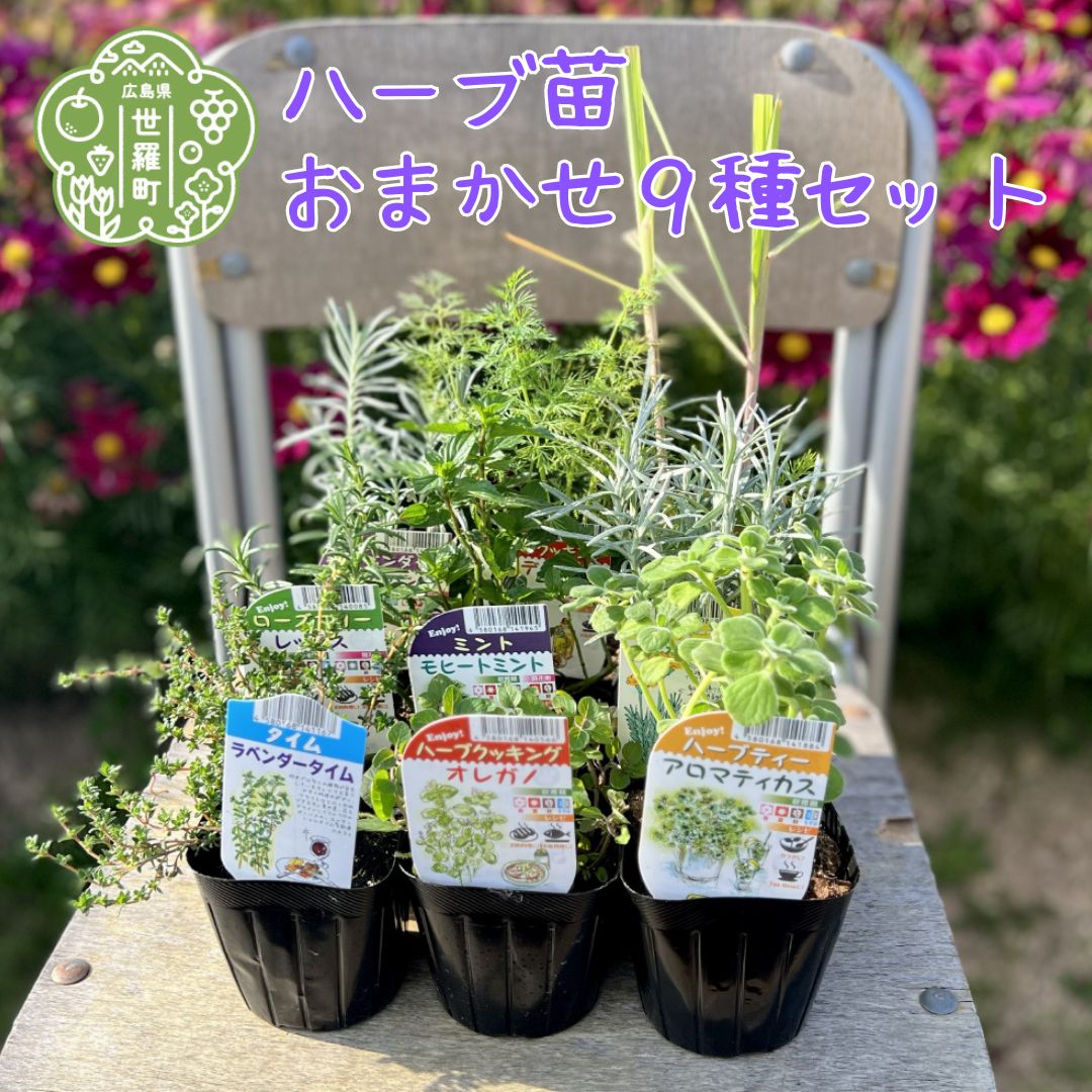 【ふるさと納税】薬草苗おすすめ9種書き割り 身寄り家庭菜園 観葉草木 薬草庭園 ガーデニング 花苗 A051-01