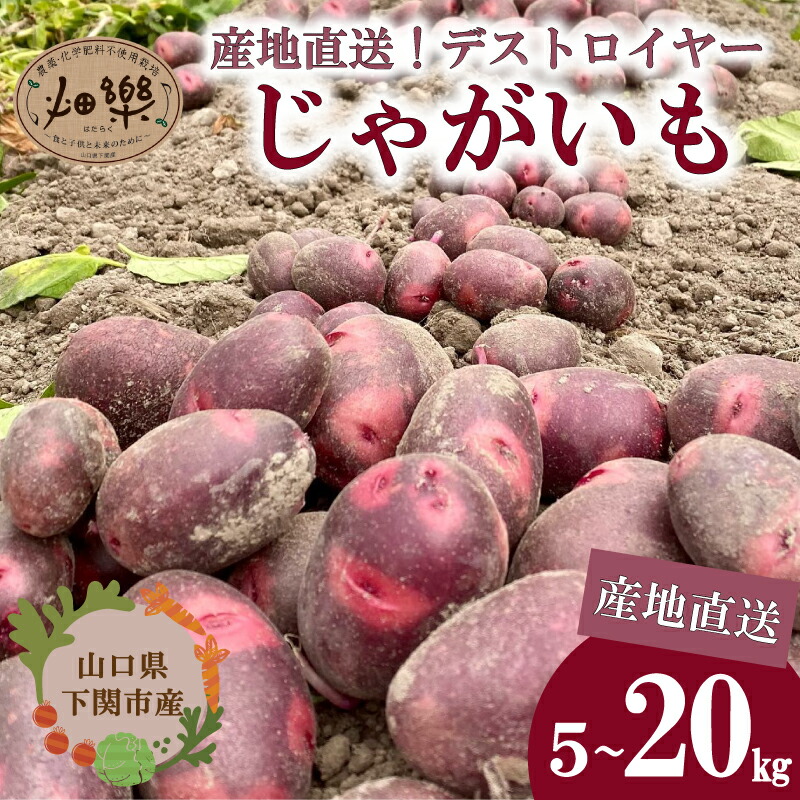 【ふるさと納税】 じゃがいも 5kg 10kg 20kg 選べる デストロイヤー 【2026年6月上旬以降順次発送】 芋 いも 旬のお野菜お届け 産地直送 野菜 旬 農家直送 季節限定 露地野菜 やさい サラダ 農薬 化学肥料 不使用 下関 山口