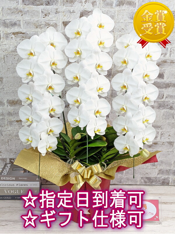 正規 C-046 季節の花の寄せ植え 38cm fucoa.cl