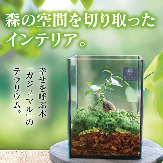 D041【ふるさと納税】 観葉植物 [テラリウム Sサイズ] (花うるる モダン インテリア ギフト プレゼント おしゃれ 観葉 ガジュマル ガラス ケース 完成品 ミニ観葉 盆栽 アクアリウム おしゃれ リビング 開店祝い 新築祝い 苔リウム コケリウム オフィス 母の日 ジオラマ 鉢
