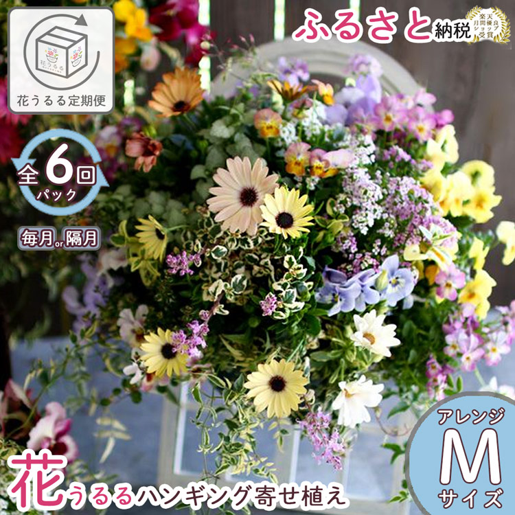 A031【ふるさと納税】花うるる 定期便 ハンギング 寄せ植え 取りあわせる授業計画【全6回】 (サブスク ハンギングバスケット 母の日 春 夏 秋 冬 定期買いもとめる 差し上げ物 花 御花 部屋の入り口 差し上げ物 通信販売 鉢植え 今めかしい 貨物輸送無料 部屋の入り口 ガーデニング 御花差し上げ物 遣っ付ける品 花苗 寄植え