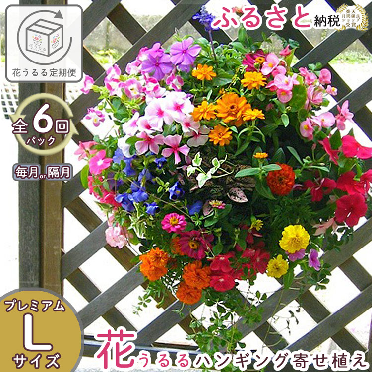A059【ふるさと納税】花 定期便 花うるる ハンギング 寄せ植え 割り増し金授業計画全6回 (サブスク ハンギングバスケット 室外 春 夏 秋 冬 母の日 定期買いもとめる 差し上げ物 御花 部屋の入り口 差し上げ物 通信販売 鉢植え 今めかしい 部屋の入り口 ガーデニング 御花差し上げ物 遣っ付ける品 花苗 寄植え 園芸