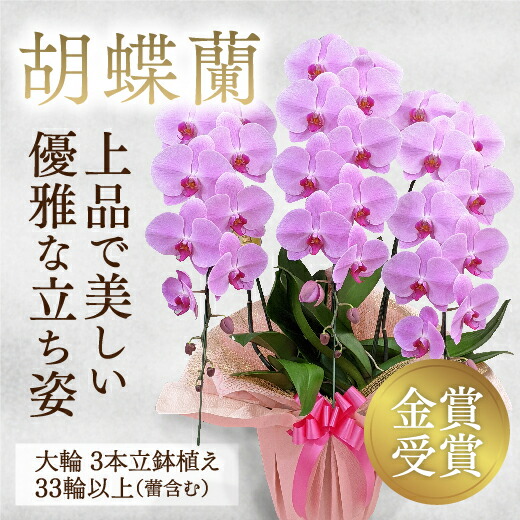 B101【ふるさと納税】【金賞勝ち取る】 標準尺度＊姫葵（ヒメアオイ）大輪＊3本立