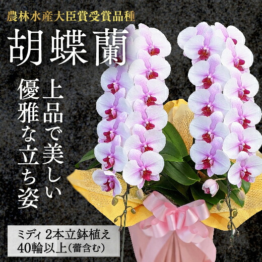 C017【ふるさと納税】【稼穡水産殿上人賞勝ち取る変種】MIDI系さくら色夢見鳥蘭！『乙姫（おとひめ）』2本立