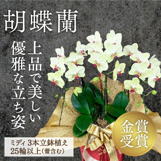 C129【ふるさと納税】☆金賞勝ち取る☆超滅多に無い！黄色夢見鳥蘭’有り明け方’小 MIDI大きさ（3本立）