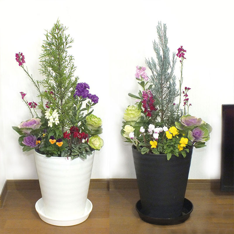 C012【ふるさと納税】季節の花の寄せ植え 10号鉢 選べる鉢色 室内園芸装飾マイスター岡部太郎氏監修