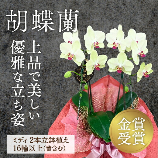 圧倒的人気  【MSAS1GU08J4】 限定デザイン