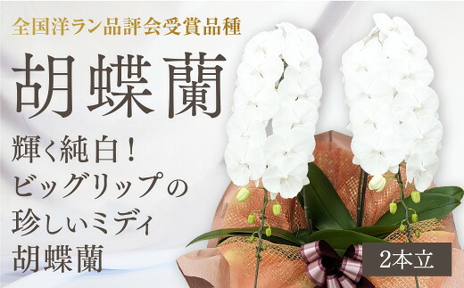 C099【ふるさと納税】 【全国洋幽客位置づける会勝ち取る変種】MIDI系白いこと夢見鳥蘭！『リトルシルキー』＊２本立＊＜７つの排他的権利付き添い人！＞[ＬＳ－2]
