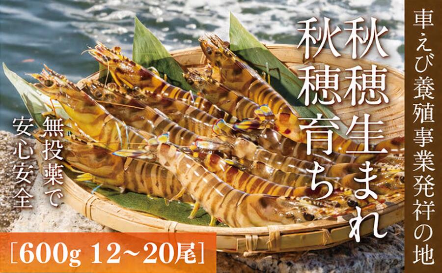D036【ふるさと納税】旭水産活き車海老（あいおえび）600g（12～20尾）【養殖】｜山口県山口市