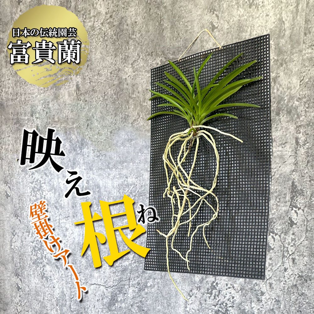 D386【ふるさと納税】 【日本の蘭】富貴蘭 『映え根』 観葉植物-花・観葉植物-花・ガーデン・DIY