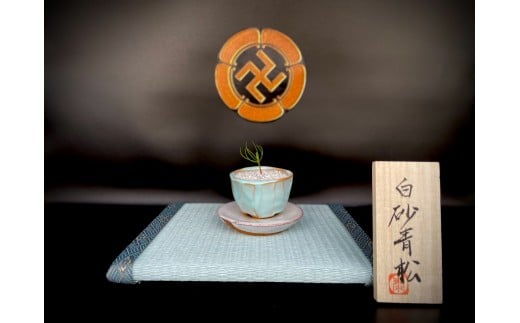 【ふるさと納税】盆栽『白砂清松』 / 萩・松陰神社「黒松」 × 萩焼作家・岡田泰作「淡青釉」|山口県萩市