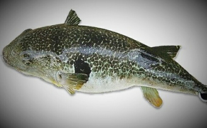 ふるさと納税 山口県産出 篤実さふぐ 刺身 140g 70g 2ソーサー フグ ふぐ 魚介種類 お届け 12 23 1 12の差出はお受け取りでき早熟んのでご了承ください Cannes Encheres Com