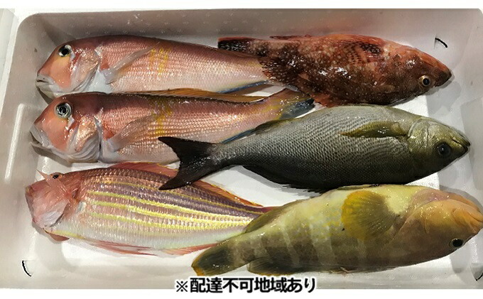 人気急上昇 はぎ港朝獲れ鮮魚セット 配達不可 orchidiapharma.com