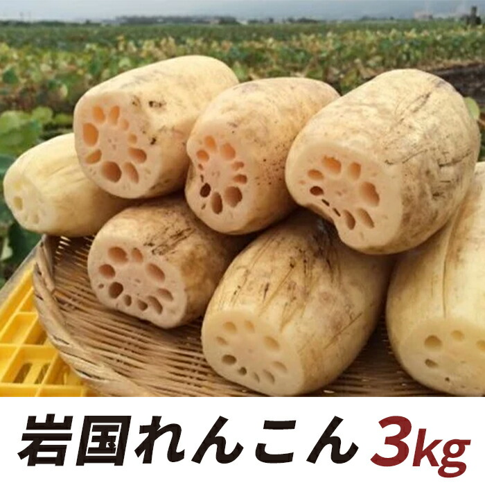 【ふるさと納税】岩国れんこん（３ｋｇ）【山口県農業協同組合】