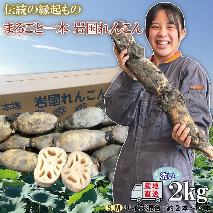 【ふるさと納税】蓮根 レンコン 岩国蓮根 岩国れんこん 山口 2kg ２キロ 由美屋特選！岩国産れんこん(洗い)２kg【有限会社 由美屋】
