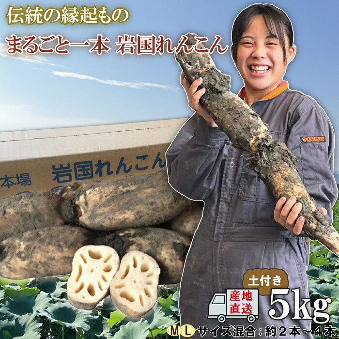 【ふるさと納税】蓮根 レンコン 岩国蓮根 岩国れんこん 山口 泥 土付き 5kg ５キロ 由美屋特選！岩国産れんこん5kg(土付き)【有限会社 由美屋】