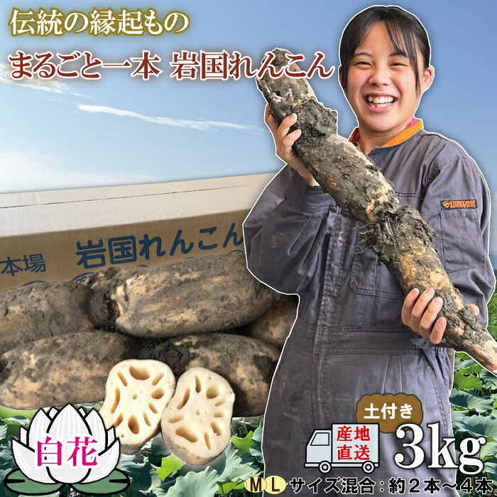 【ふるさと納税】蓮根 レンコン 岩国蓮根 岩国れんこん 山口 泥 土付き 3kg ３キロ 白花 晩成 由美屋特選！白花岩国れんこん3kg(土付き)【有限会社 由美屋】