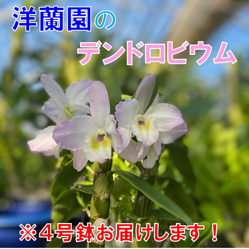 【ふるさと納税】お花 フラワー 花 デンドロビウム 洋蘭園 4号鉢 お届け便 山口県 贈り物 ギフト イベント(1020)